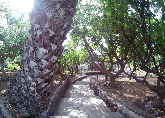 Necho لا أوروتافا